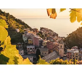 Sunset in the vineyard of Manarola in Cinque Terre, Italy in autumn