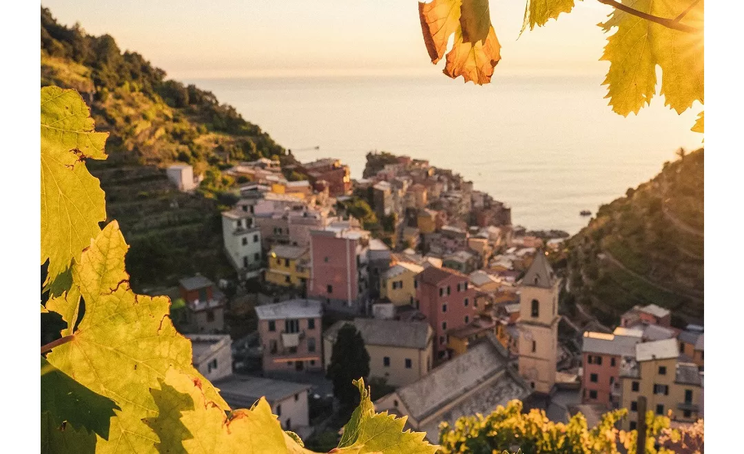 Sunset in the vineyard of Manarola in Cinque Terre, Italy in autumn