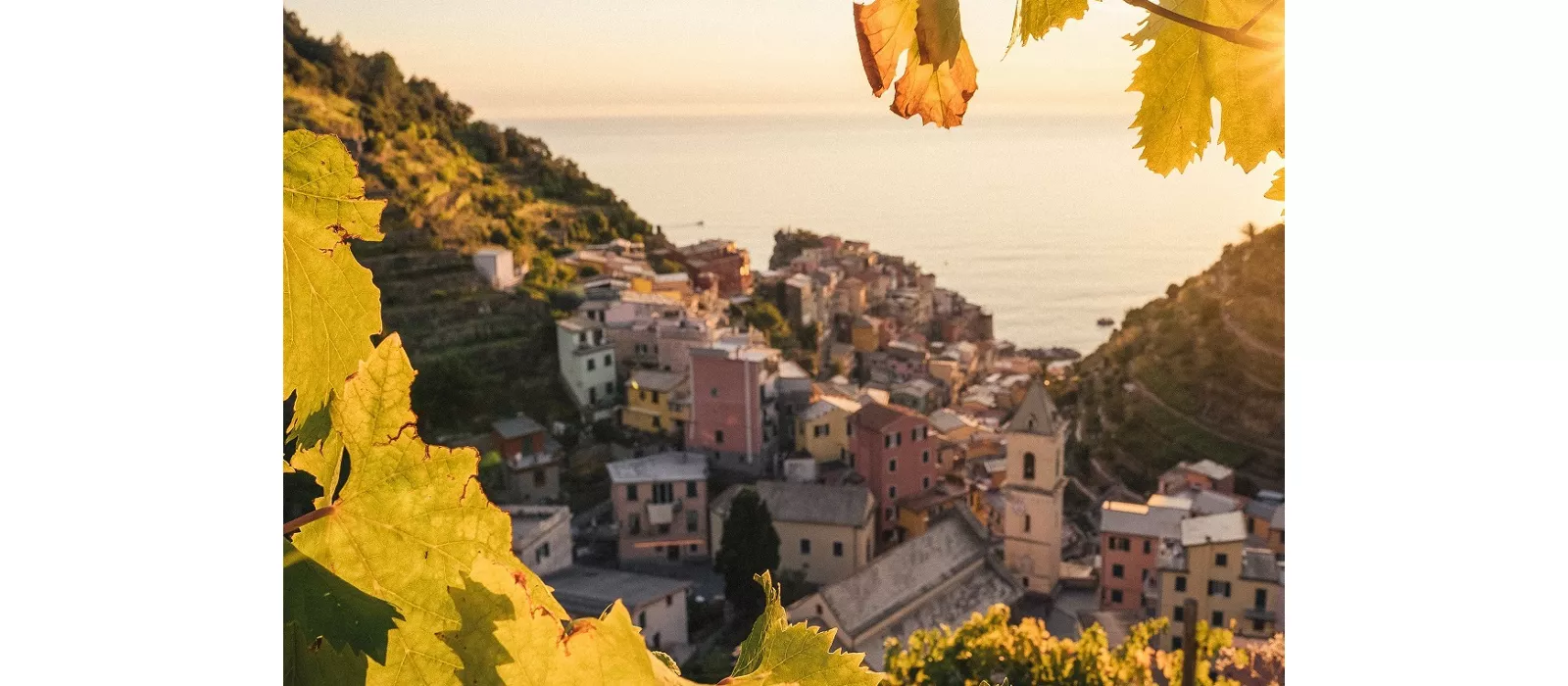 Sunset in the vineyard of Manarola in Cinque Terre, Italy in autumn