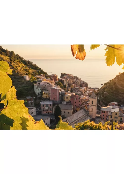 Sunset in the vineyard of Manarola in Cinque Terre, Italy in autumn