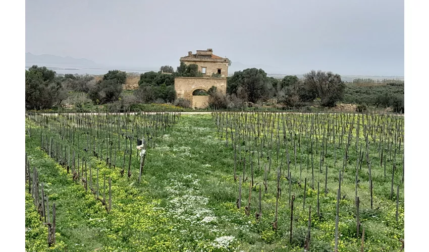 Erice: Day Trip from Palermo + Sicilian Lunch + Salt Route