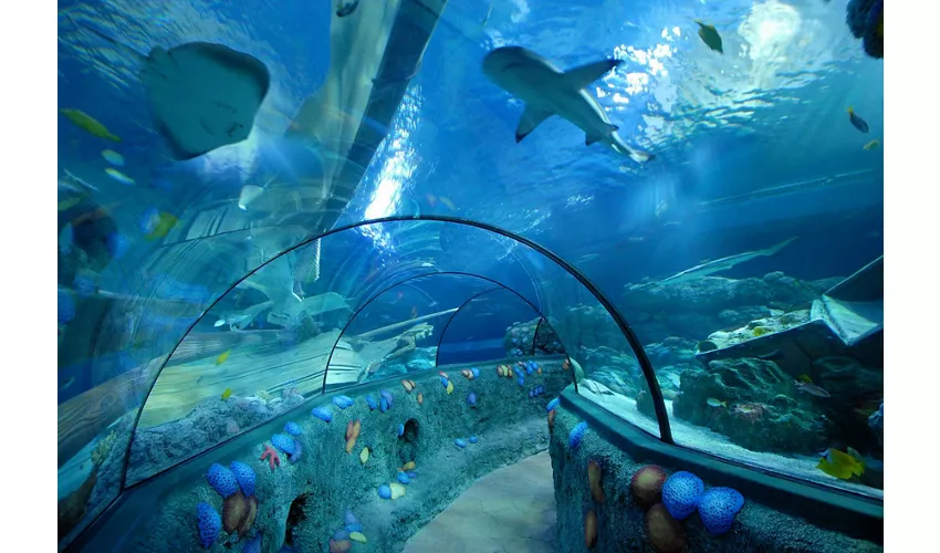 Gardaland SEA LIFE Aquarium: Entrada