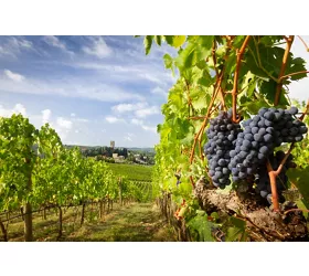 Expo Chianti Classico
