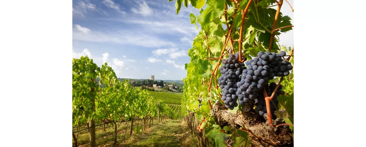 Expo Chianti Classico