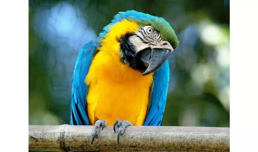 Bioparco di Roma: Biglietto con accesso rapido