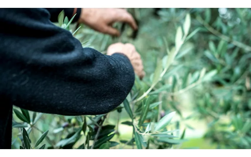 Hands-on tradition: taking part in the olive harvest