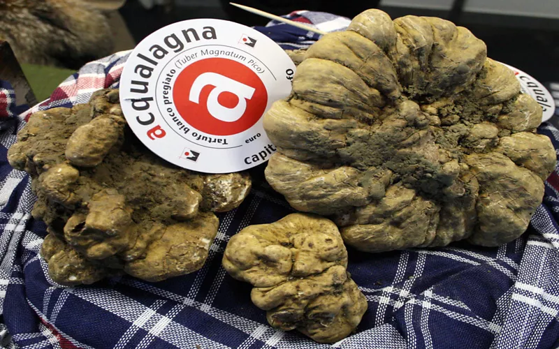 Esperienze autentiche e sapori da vivere: il cuore della festa del tartufo di Acqualagna