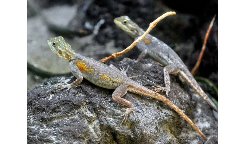 Bioparco di Roma: Biglietto Fast Track