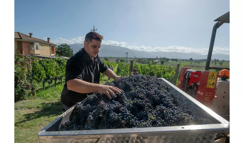 Visita guidata della cantina e degustazione privata a Montefalco