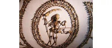 Cripta de los capuchinos: Tour guiado