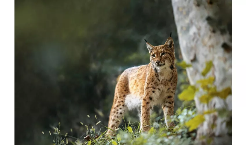 Parco Natura Viva: Biglietto a data aperta
