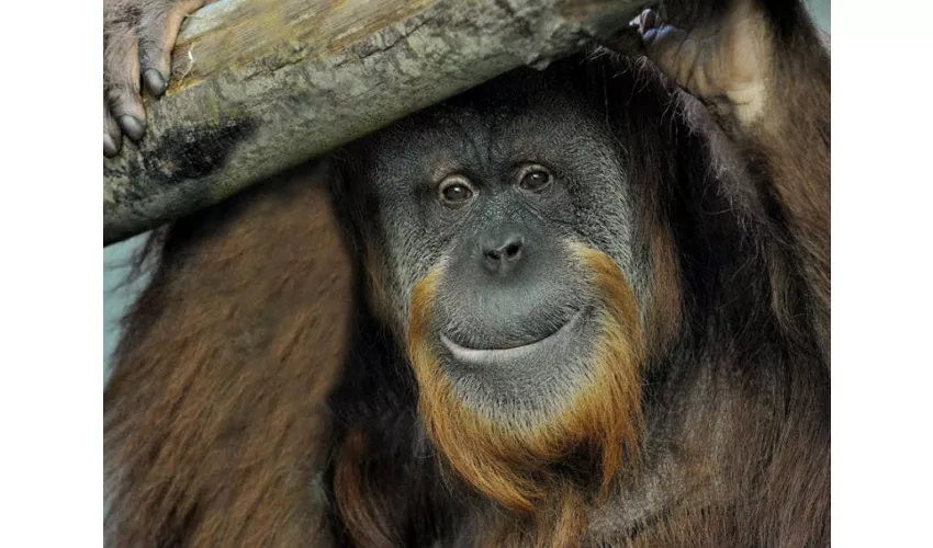 Bioparco di Roma: Biglietto con accesso rapido