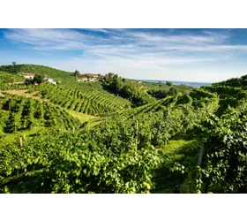 Venice: Guided Prosecco Tour + Transfer + Wine Tasting + Lunch