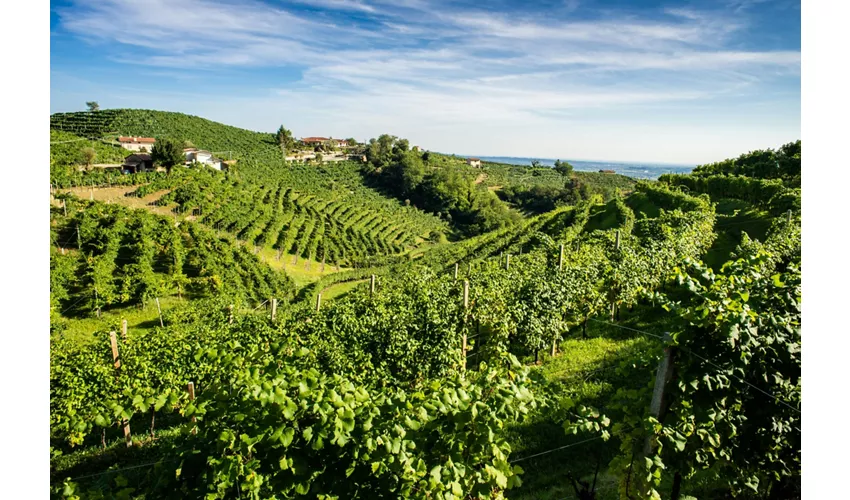 Venezia: Tour guidato del Prosecco + trasferimento + degustazione di vini + pranzo