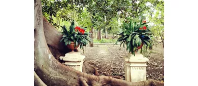 Palermo Botanical Garden: Entry Ticket