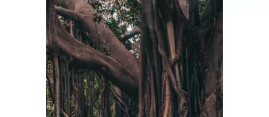 Palermo Botanical Garden: Entry Ticket