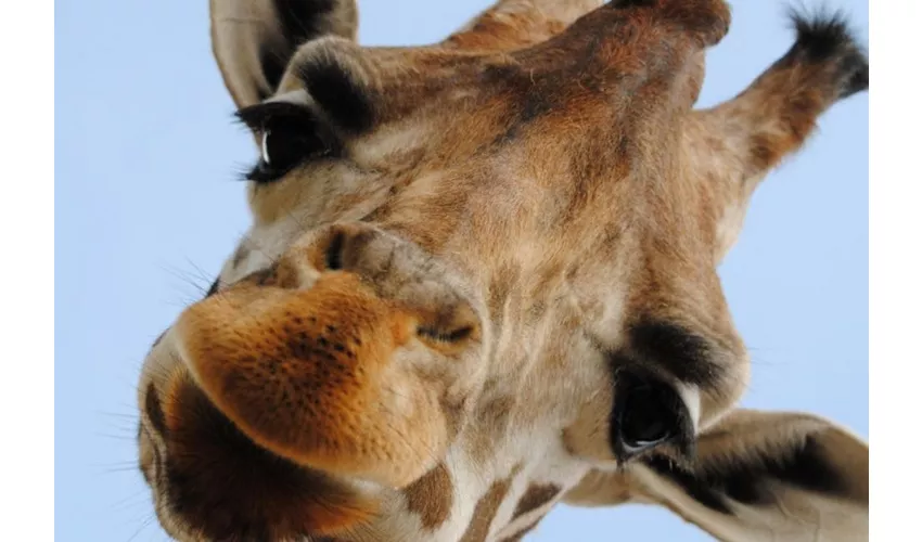 Parco Natura Viva: Biglietto a data aperta