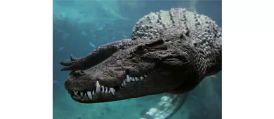 Parco Tematico Oltremare: Biglietto d'ingresso