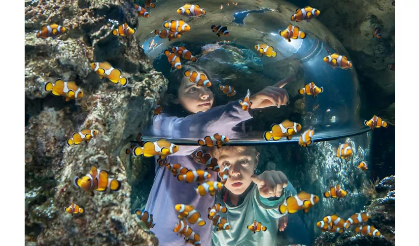 Gardaland SEA LIFE Aquarium: Entrada