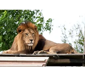 Safari Ravenna Entry Ticket