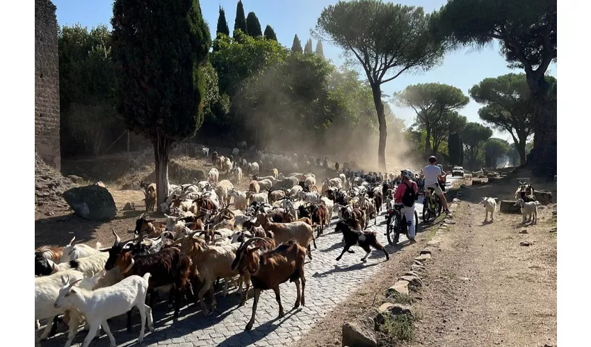 Via Appia: Tour guidato in golf cart condiviso