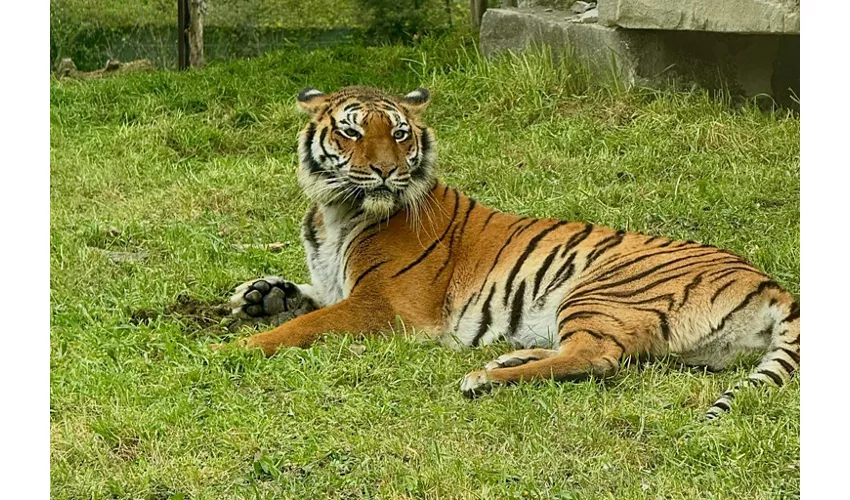 Entrada Safari Ravenna