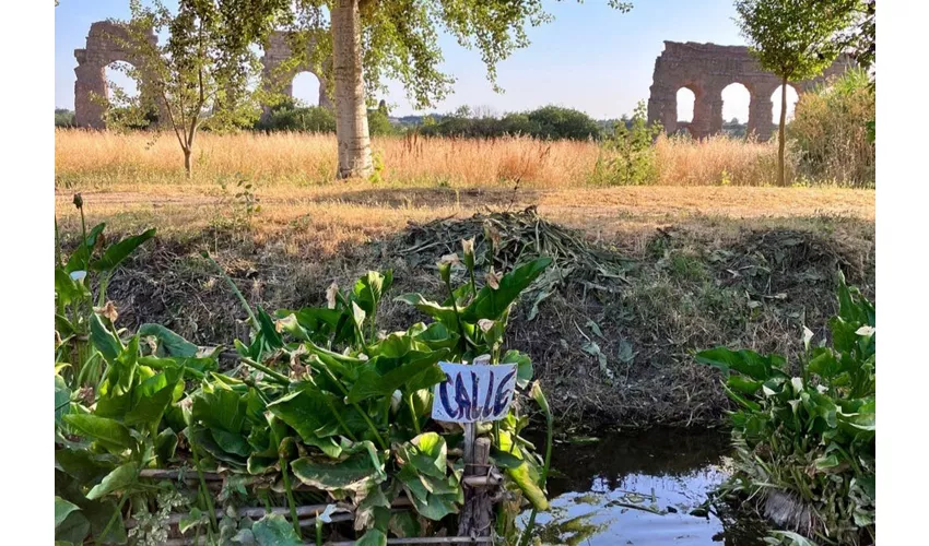 Escursione urbana nell'antico Parco Degli Acquedotti