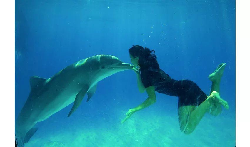 Zoomarine Roma: Entrada reservada con experiencia con delfines
