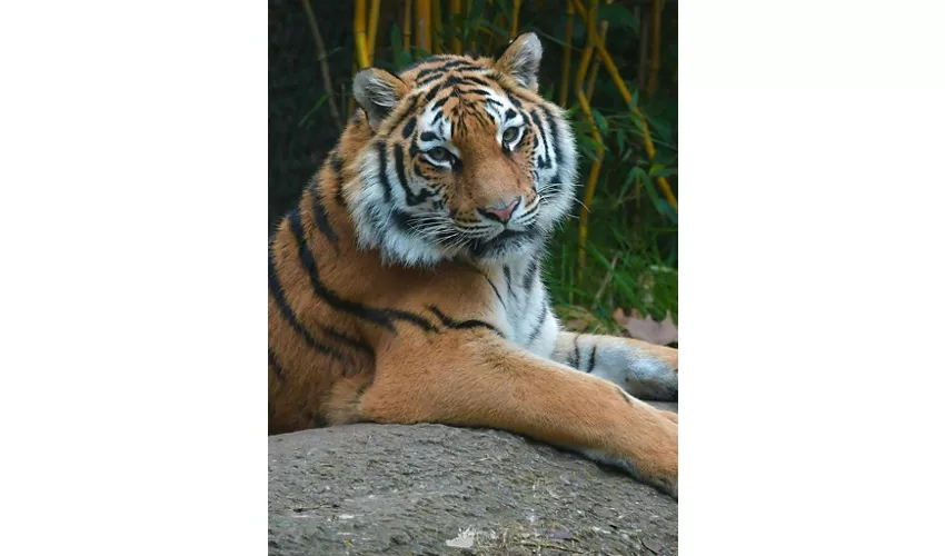 Parque Natura Viva: Entrada con fecha abierta