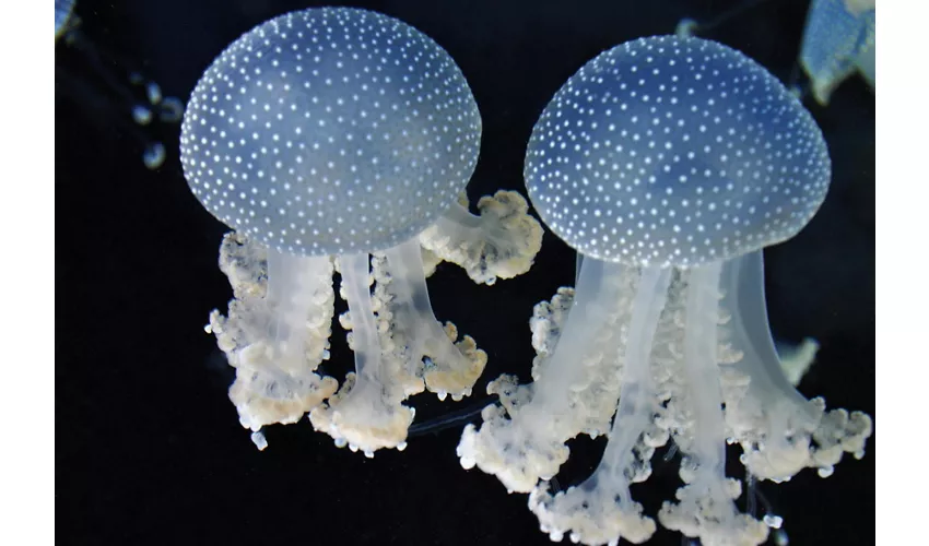 Gardaland SEA LIFE Aquarium: Entrada