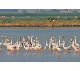 fenicotteri-valli-comacchio-flavio-bianchedi