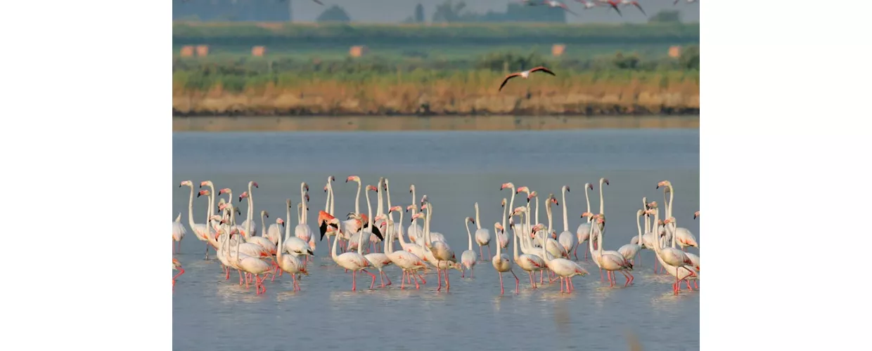 fenicotteri-valli-comacchio-flavio-bianchedi