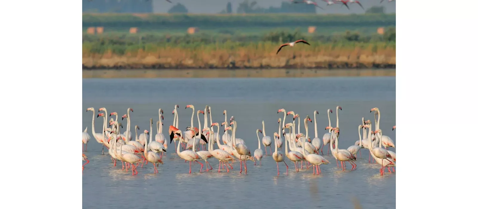 fenicotteri-valli-comacchio-flavio-bianchedi