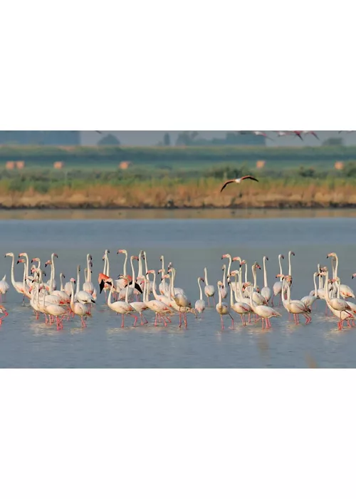 fenicotteri-valli-comacchio-flavio-bianchedi