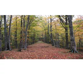 Fall Foliage Festival