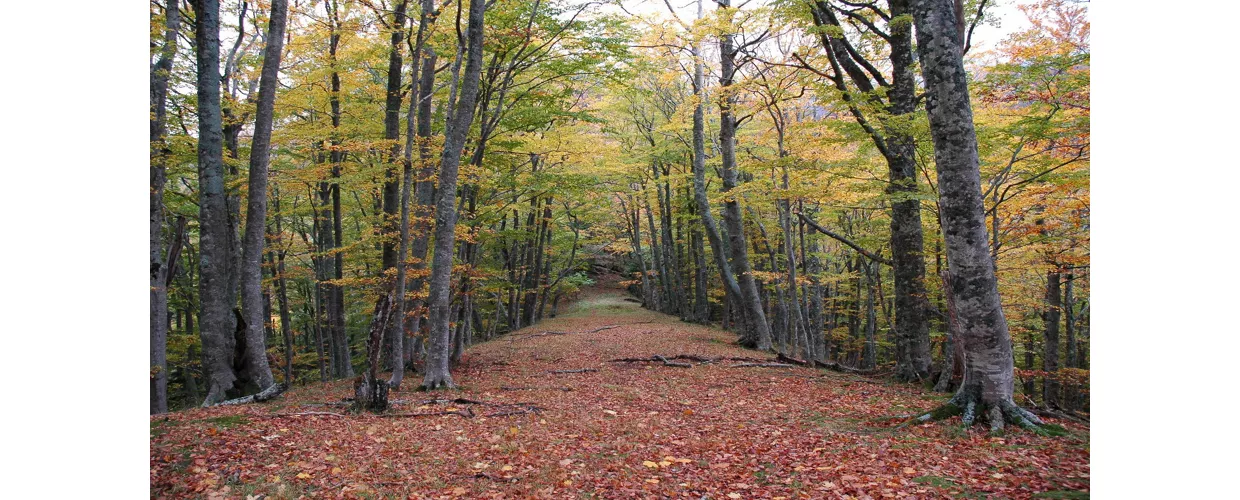 Fall Foliage Festival