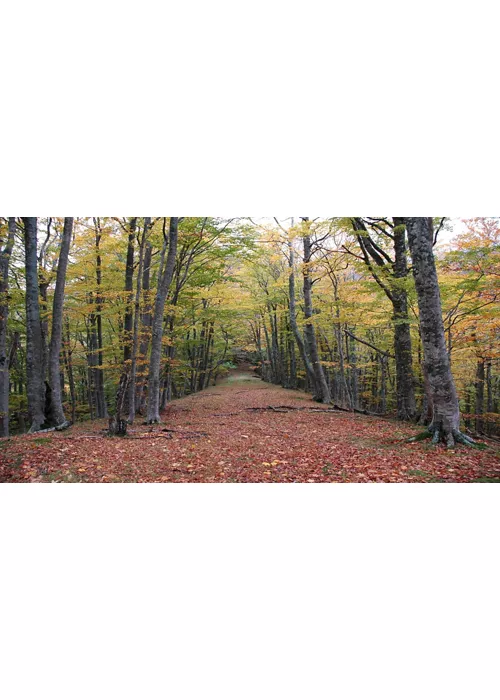 Fall Foliage Festival