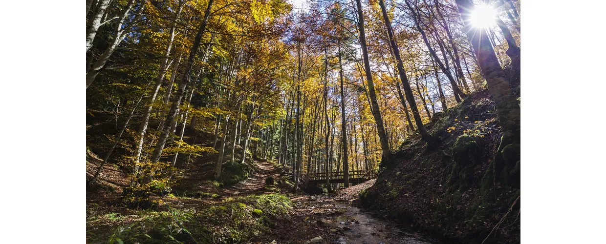 The National Park of Casentino Forests        