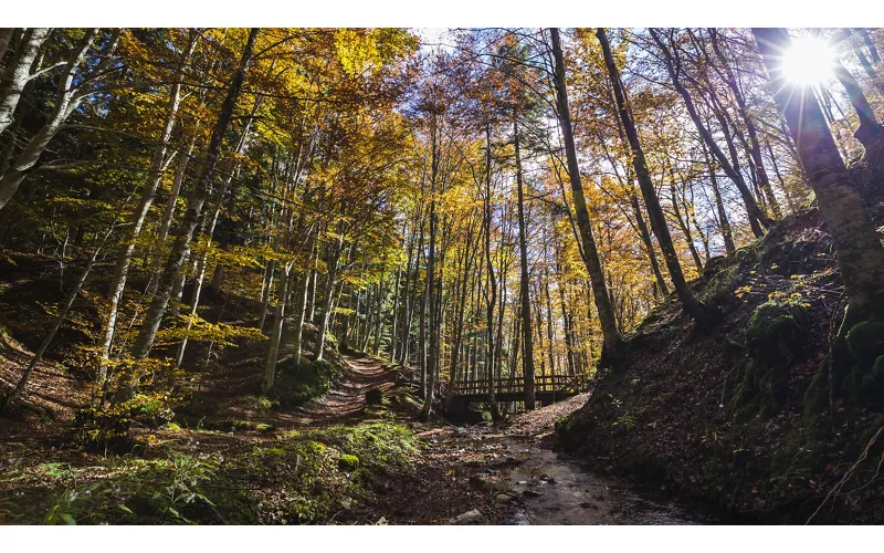 Parque Nacional de los Bosques Casentinesi, Monte Falterona y Campigna