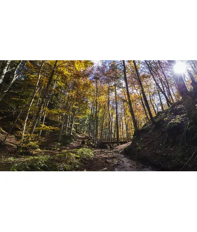 Nationalpark Foreste Casentinesi