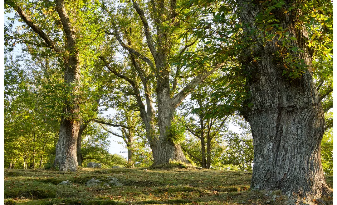  Tempo di raccolta delle castagne tra i boschi dell’Amiata