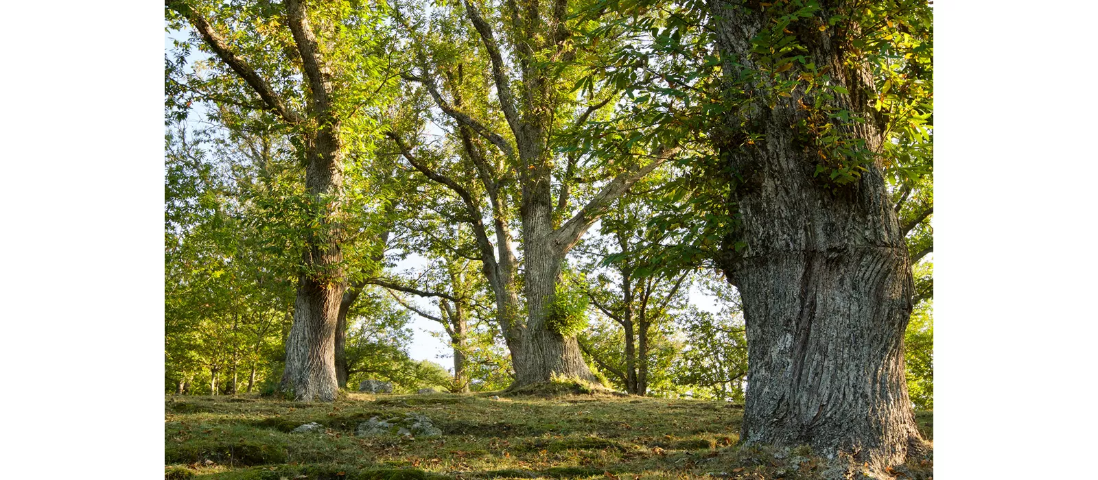  Tempo di raccolta delle castagne tra i boschi dell’Amiata