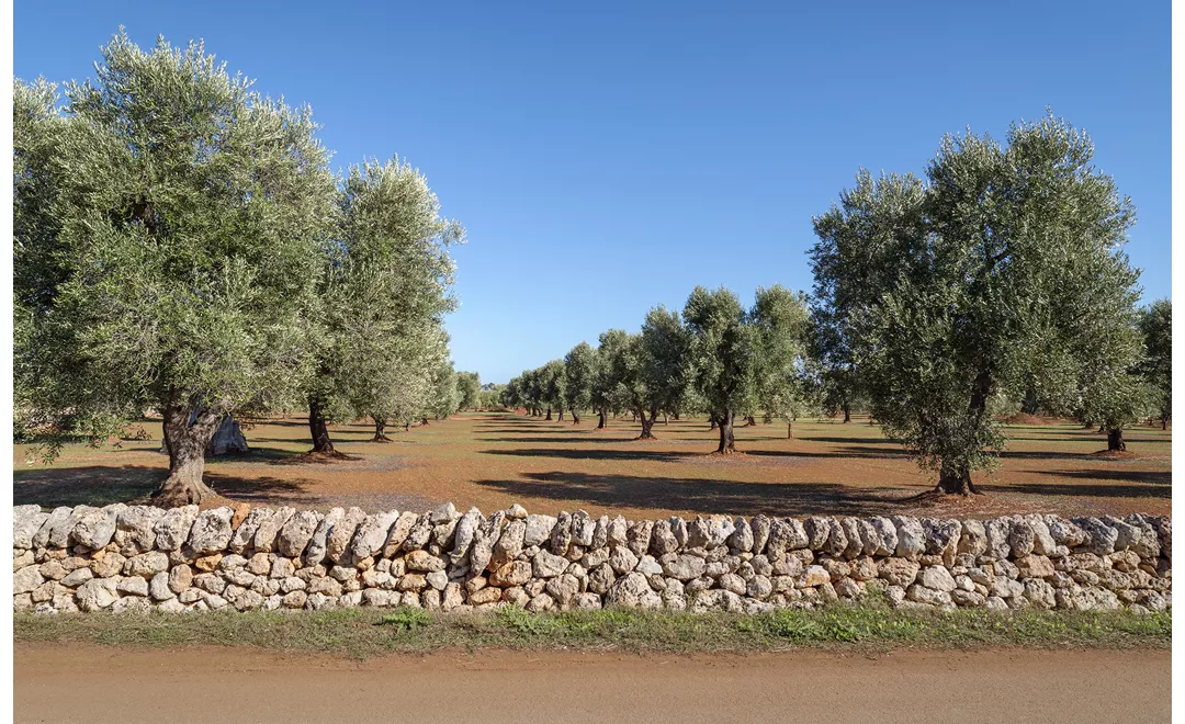 Una distesa di ulivi nel cuore della Puglia