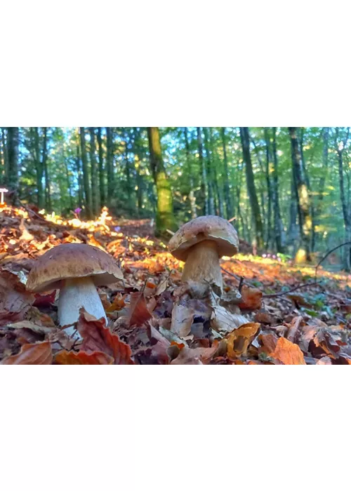 Looking for mushrooms in Calabria: here's where to find them