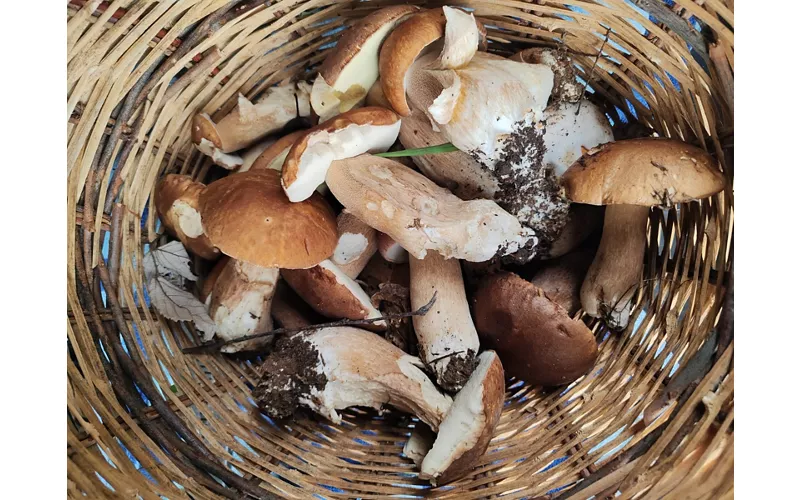 Altre varietà di funghi calabresi