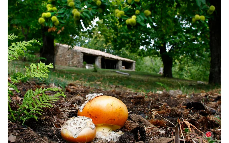 Dove cercare i funghi in Calabria
