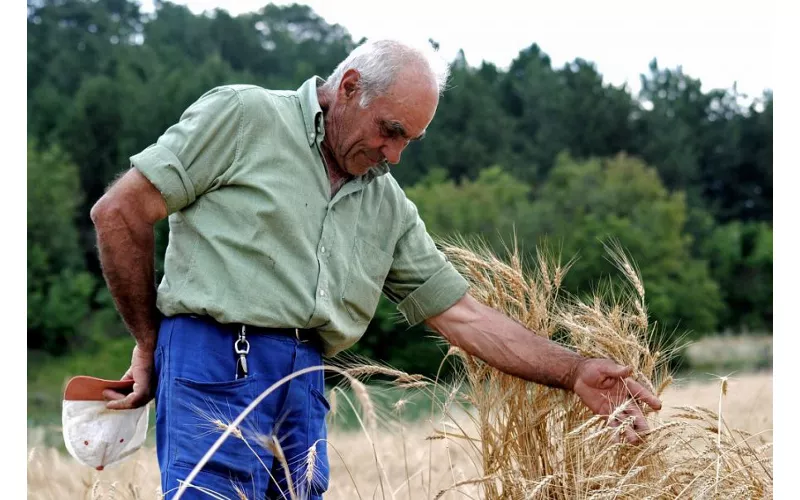 Lenticchie in quota e grani antichi