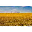 Sicily in spring: a journey through nature, culture and flavours 
