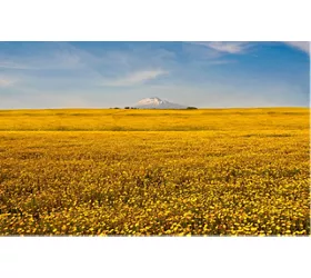 Scopri la Sicilia in primavera: tra natura, cultura e sapori 