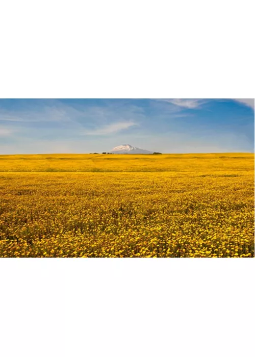 Scopri la Sicilia in primavera: tra natura, cultura e sapori 